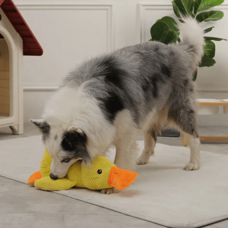 Calming Duck Companion