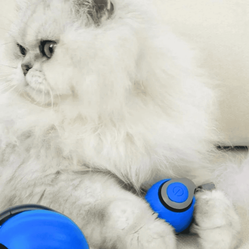 Barkr™ Speedy Tail 2.0
