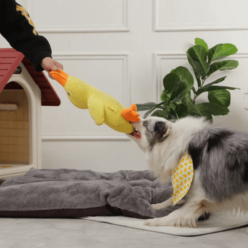 Calming Duck Companion